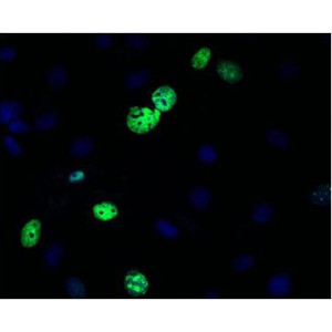 LiFluor™ 488 EU Imaging Kit (50 rxns)