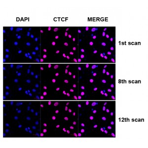 FadeStop™ Fluorescent Mounting Medium with DAPI (25 ml)