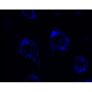 Lysosome Blue Stain (1 ml)