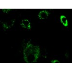 Lysosome Green Stain (1 ml)