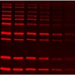 SuperLumin™ Protein Gel Stain (1 ml)