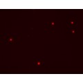 Red live-cell nucleic acid stain (1 ml)