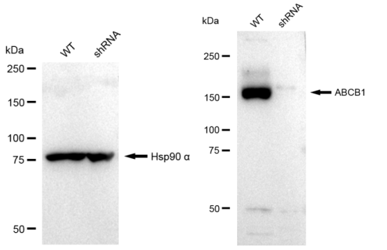 ABCB1 monoclonal antibody