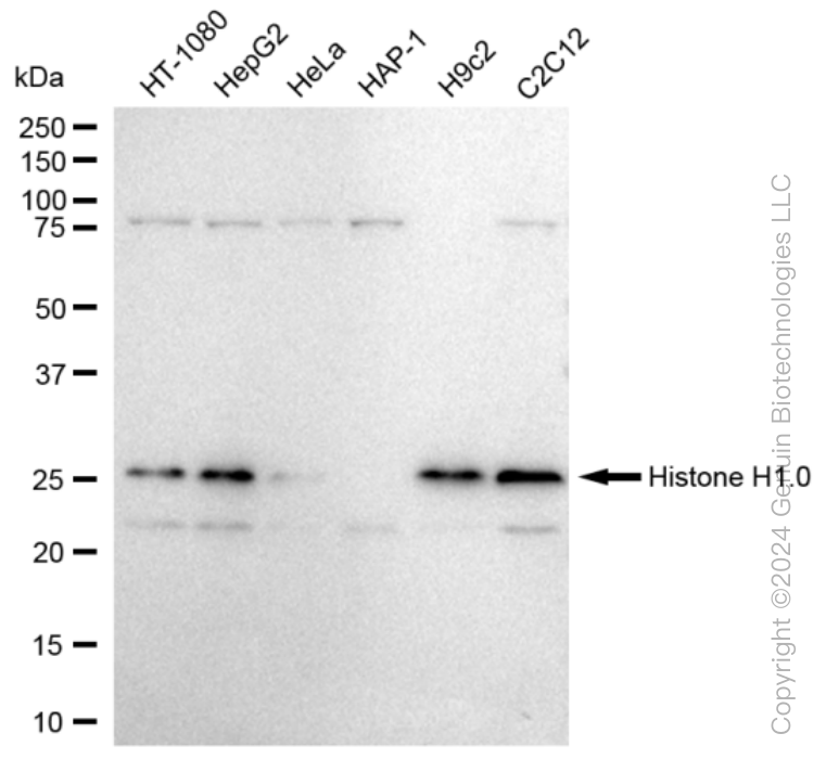 H1-0 antibody