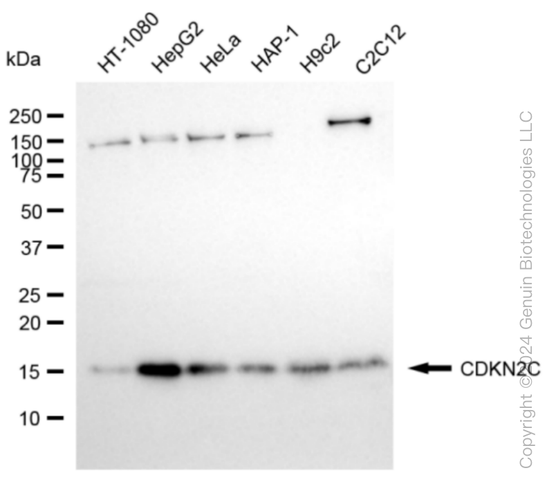 CDKN2C antibody