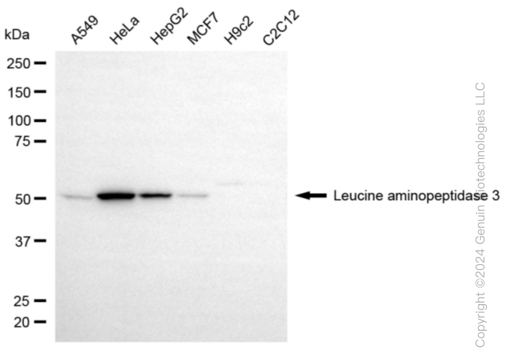 LAP3 antibody