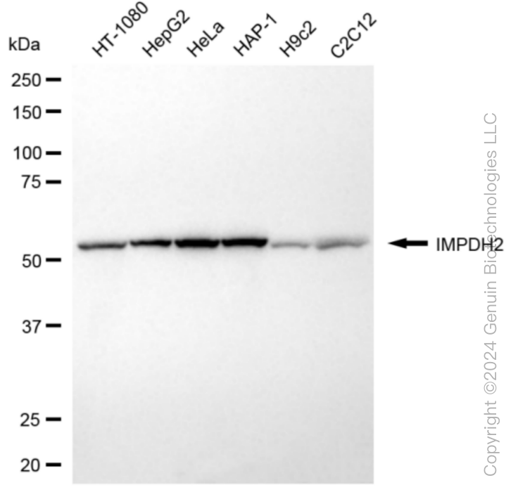IMPDH2 antibody