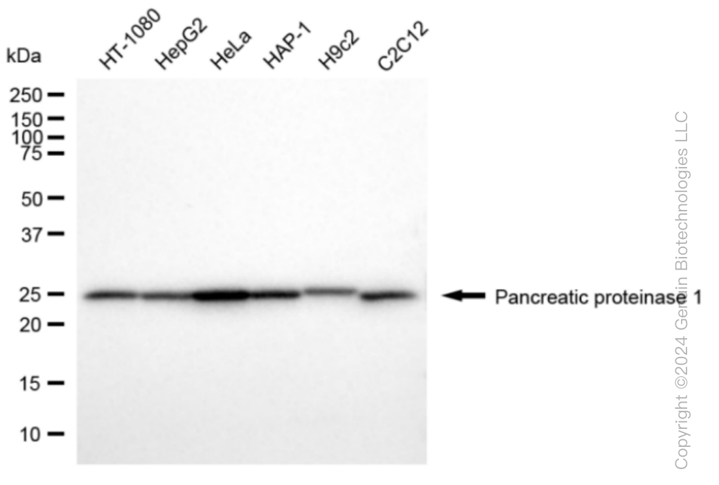 HPRT1 antibody