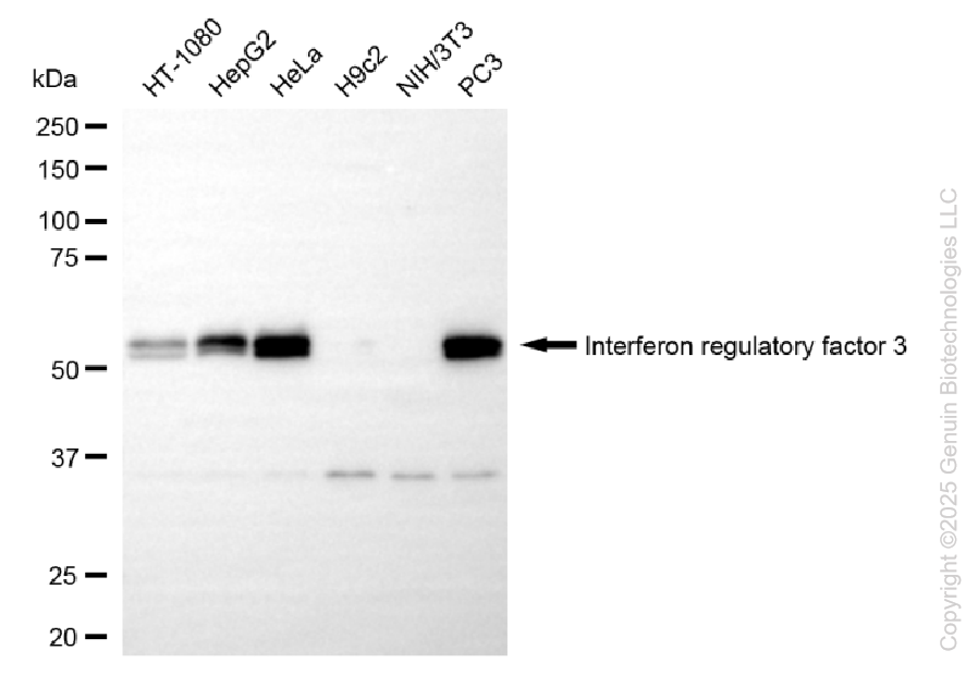 IRF3 antibody