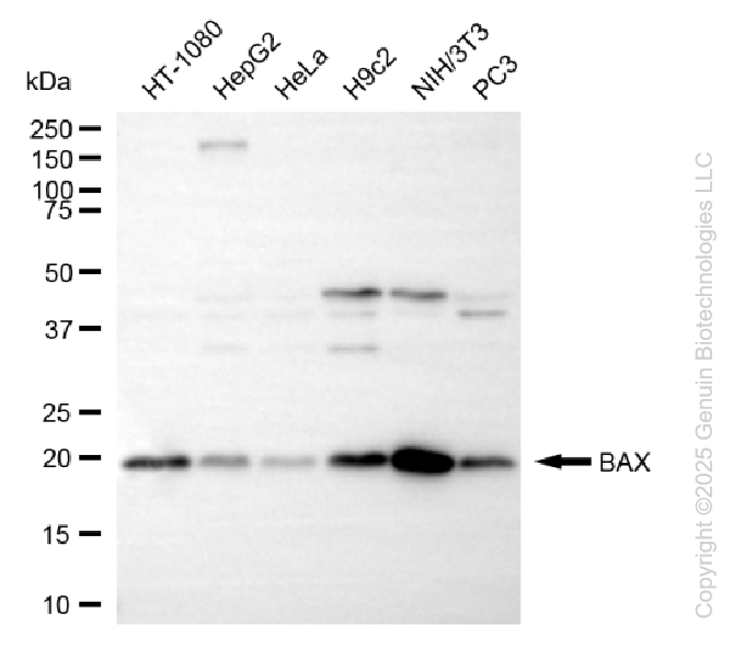 BAX antibody