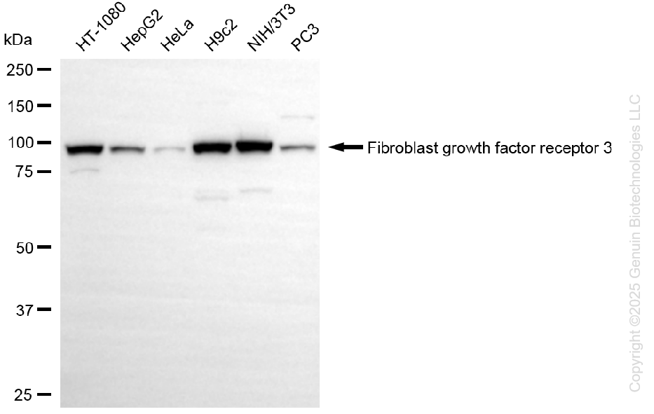 FGFR3 antibody