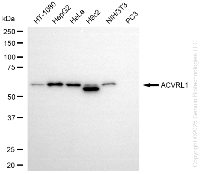 ACVRL1 antibody