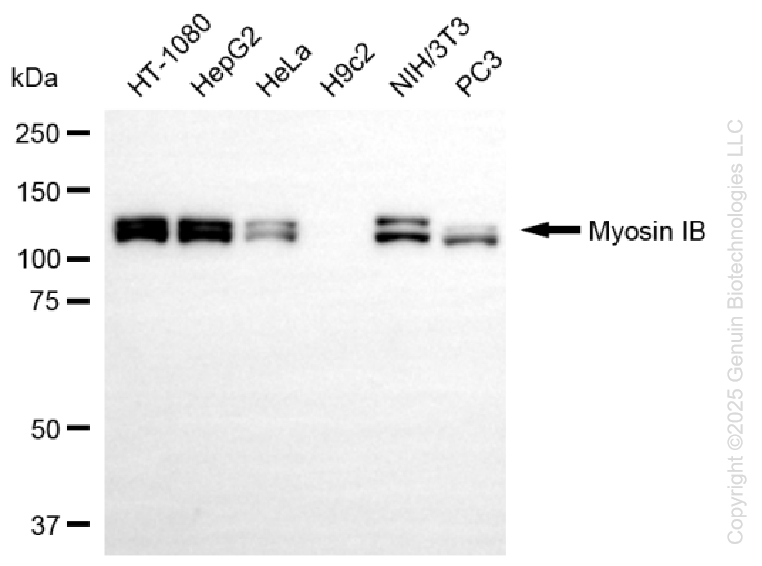 MYO1B antibody