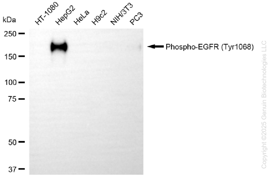 EGFR antibody