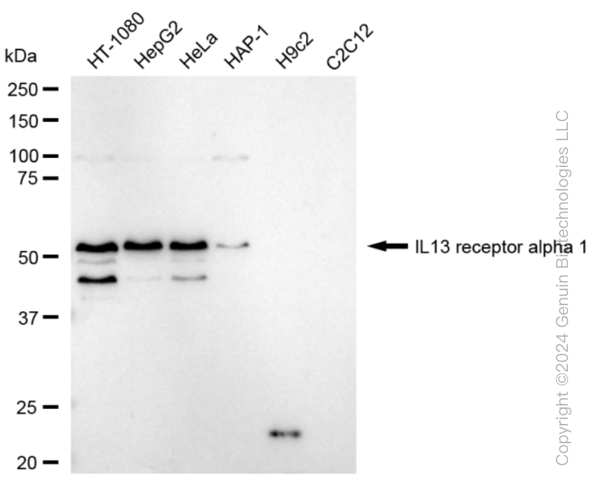 IL13RA1 antibody