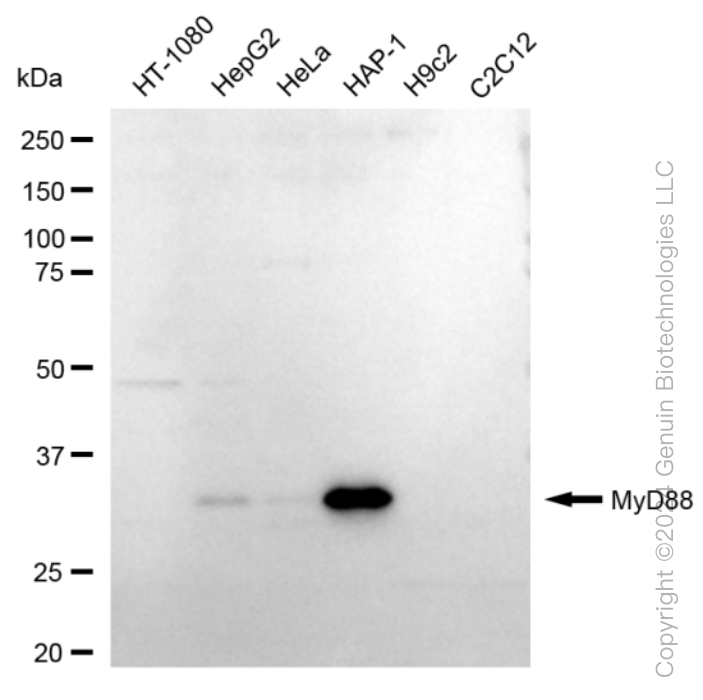 MYD88 antibody