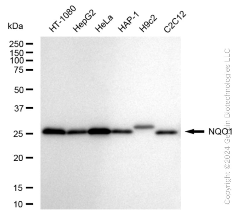 NQO1 antibody