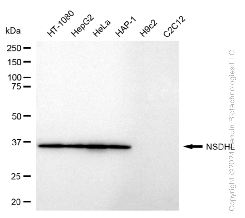 NSDHL antibody