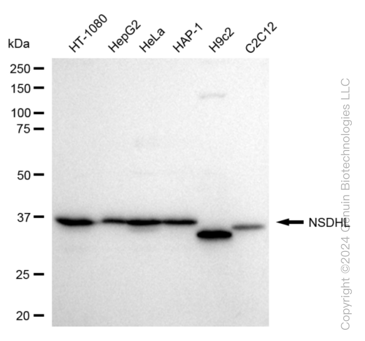 NSDHL antibody