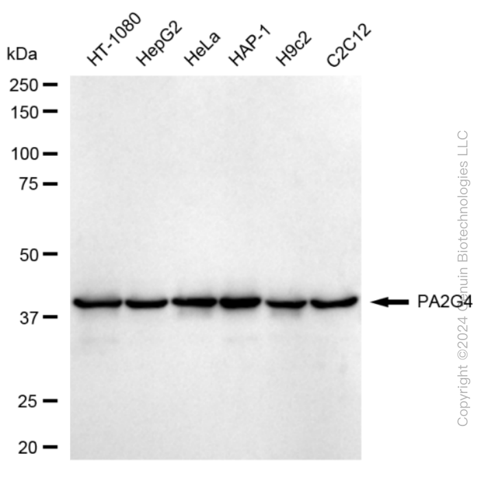 PA2G4 antibody