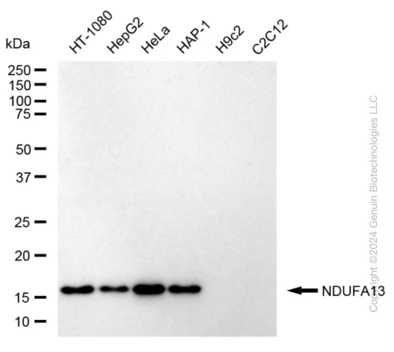 NDUFA13 antibody