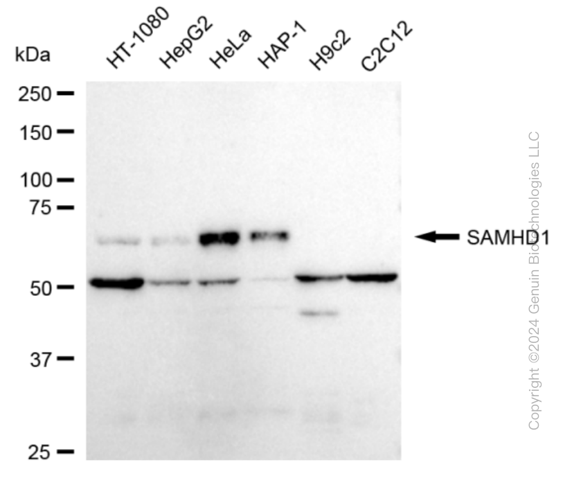 SAMHD1 antibody