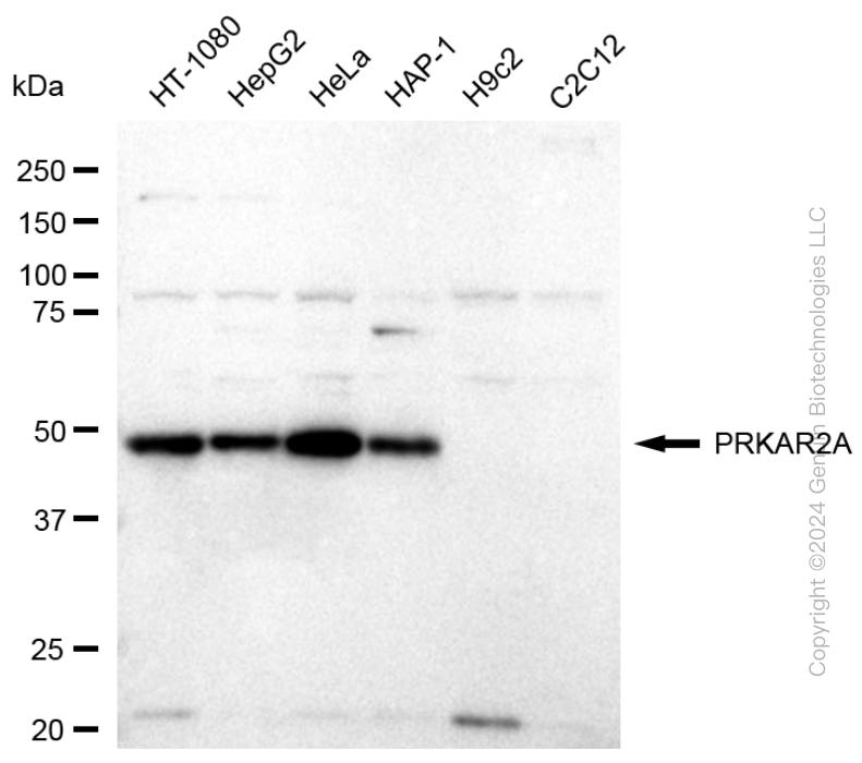 PRKAR2A antibody