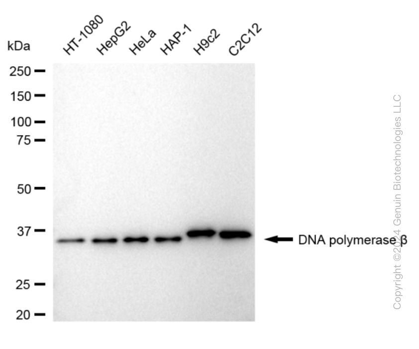 POLB antibody