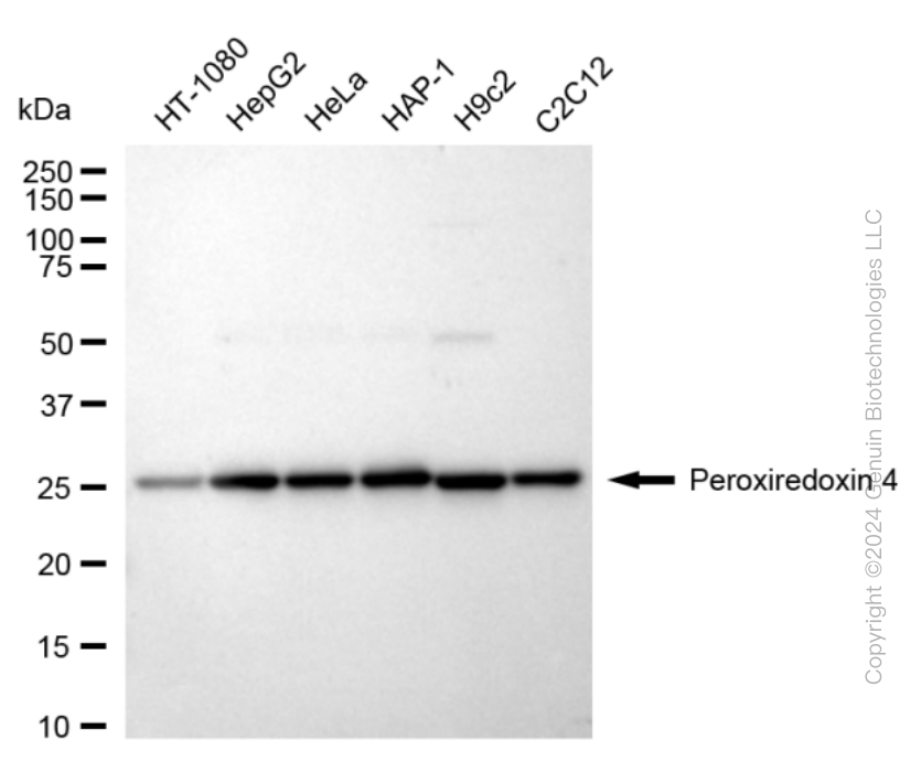 PRDX4 antibody
