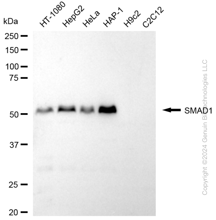 SMAD1 antibody