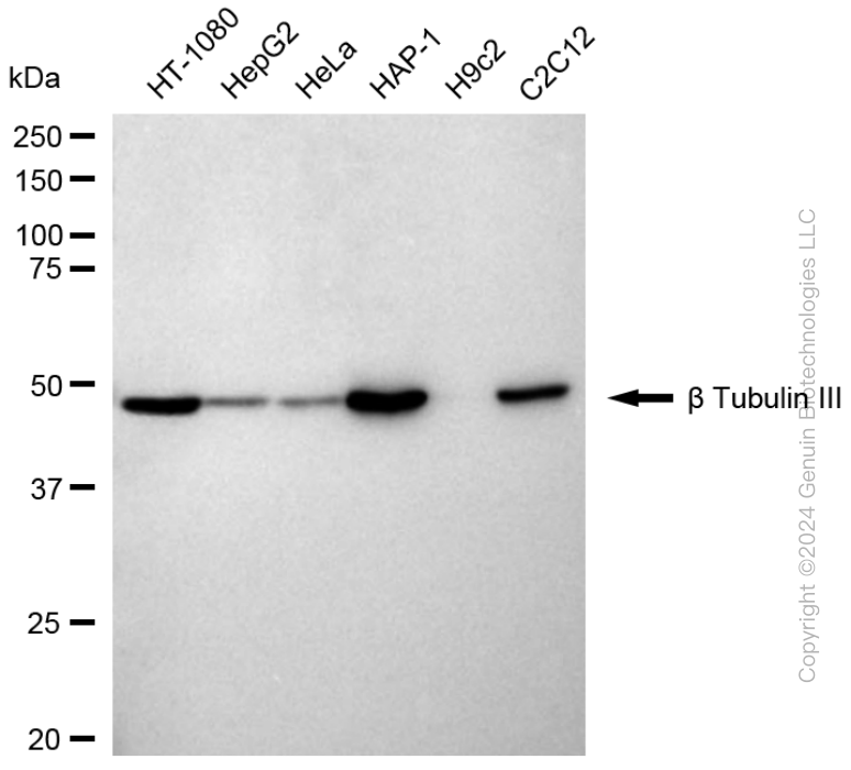 TUBB3 antibody