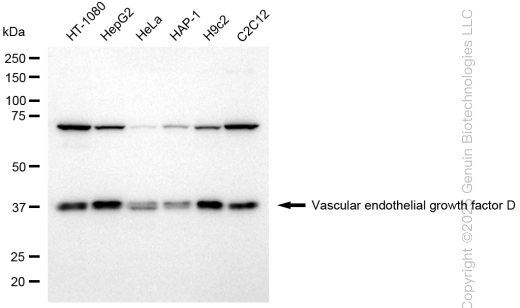 VEGFD antibody