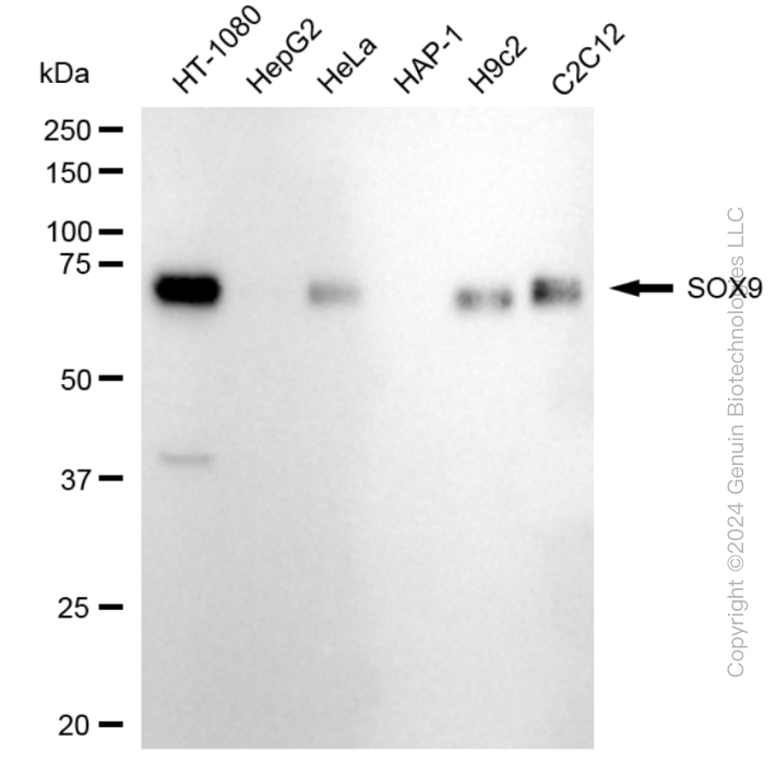 SOX9 antibody