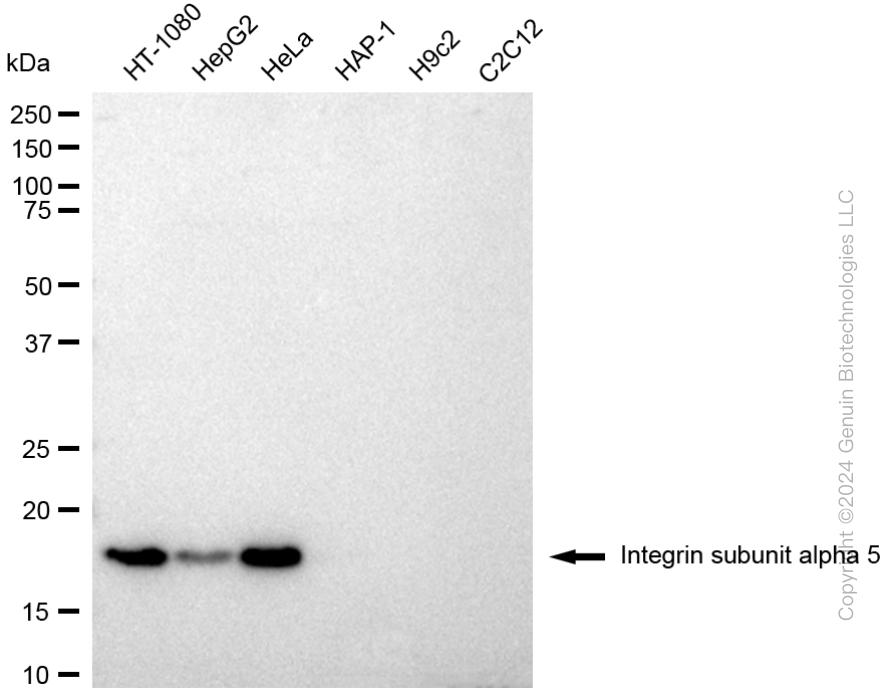 ITGA5 antibody