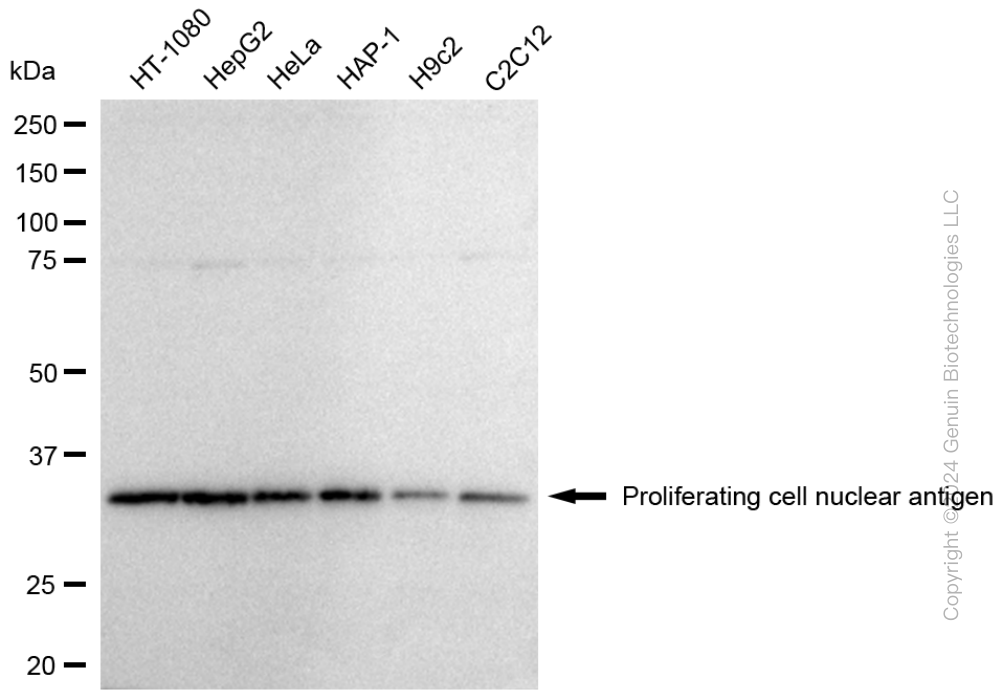 PCNA antibody