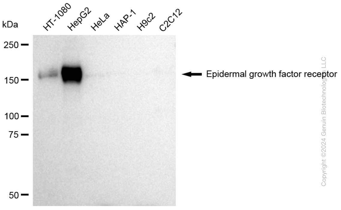 EGFR antibody