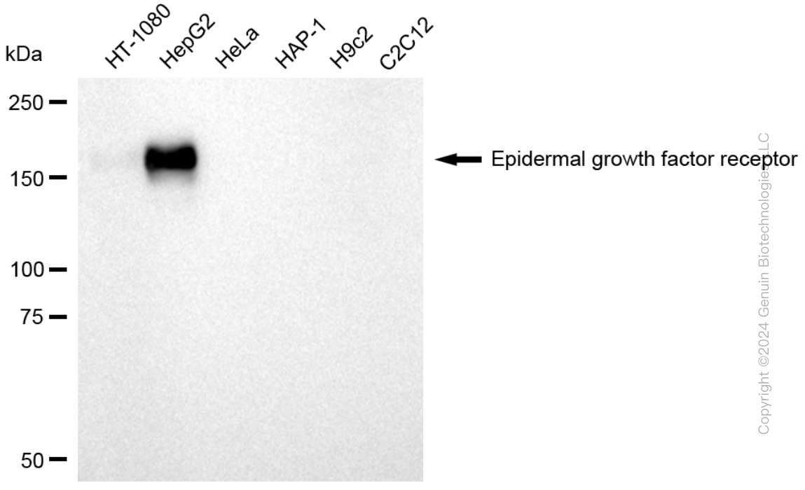 EGFR antibody