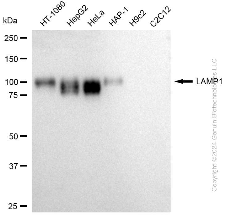 LAMP1 antibody