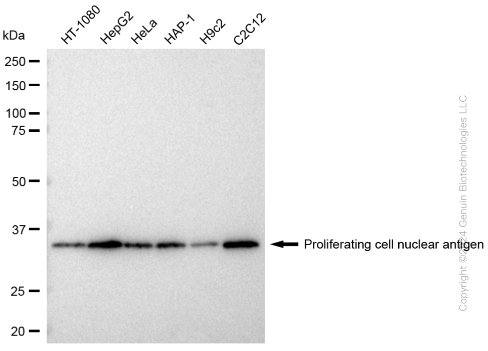 PCNA antibody