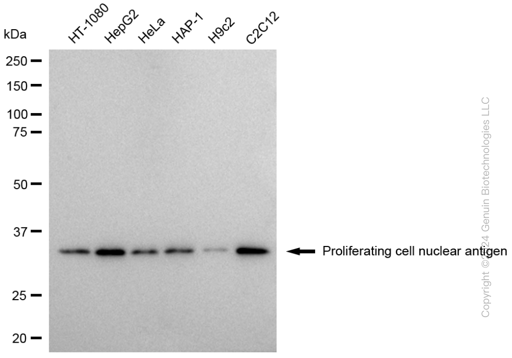 PCNA antibody