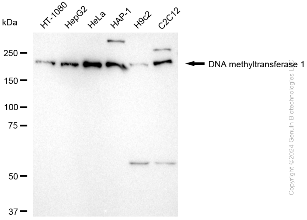 DNMT1 antibody