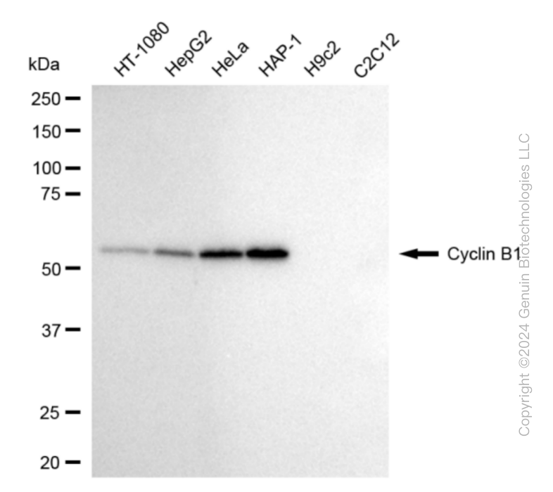 CCNB1 antibody