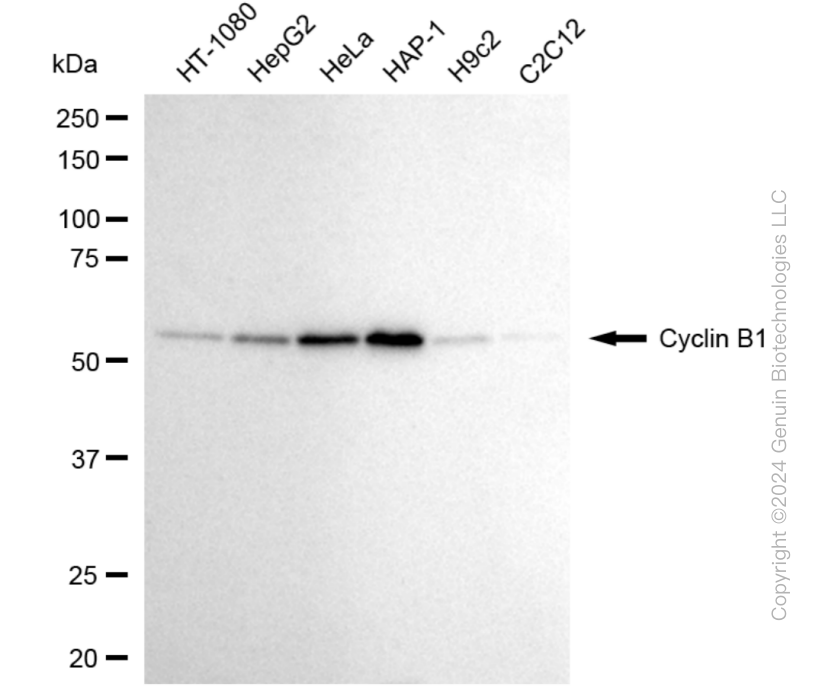 CCNB1 antibody