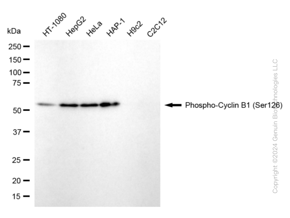 CCNB1 antibody