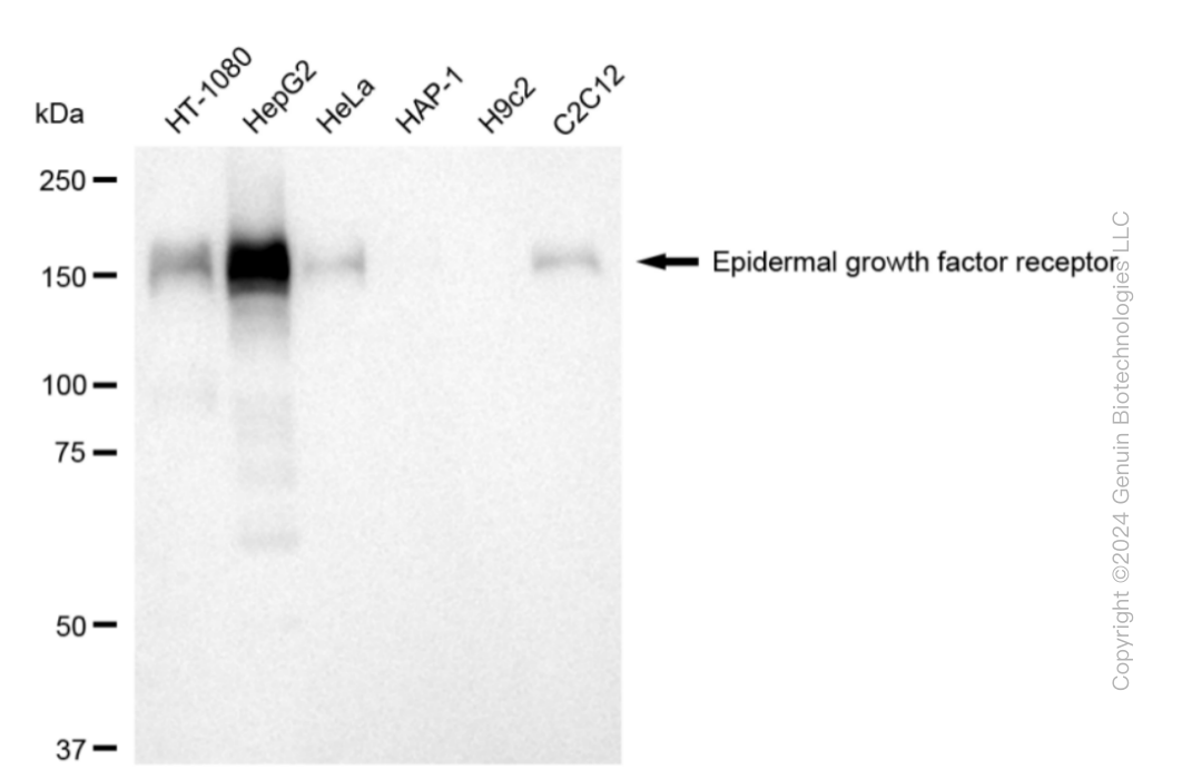 EGFR antibody