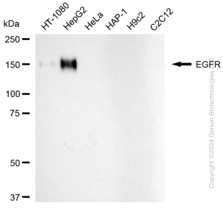 EGFR antibody