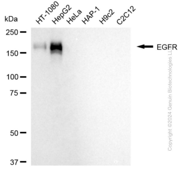 EGFR antibody