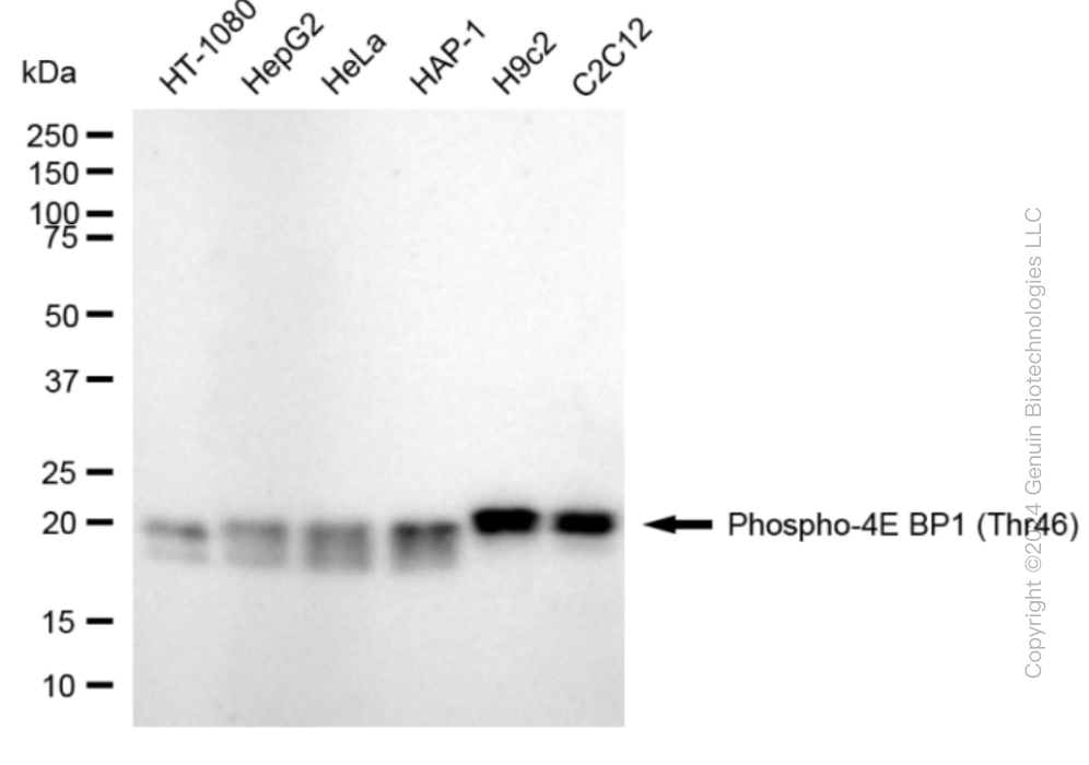 EIF4EBP1 antibody