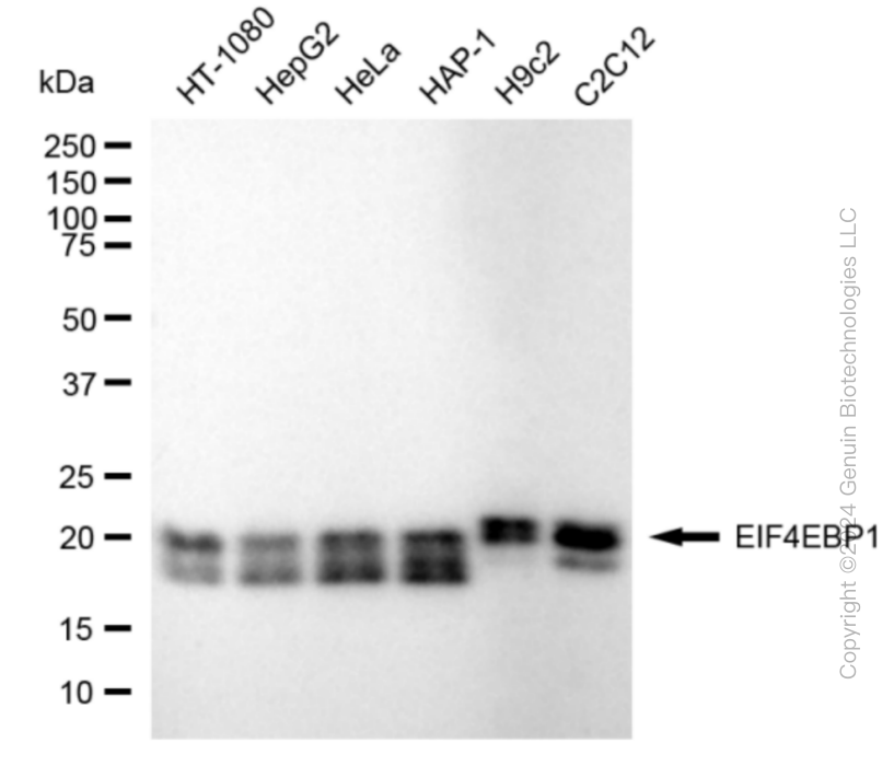 EIF4EBP1 antibody