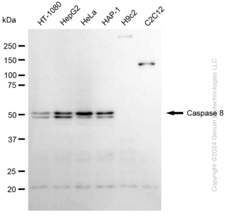 CASP8 antibody